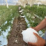 WhatsApp Image 2026-04-20 at 9.52.07 AM