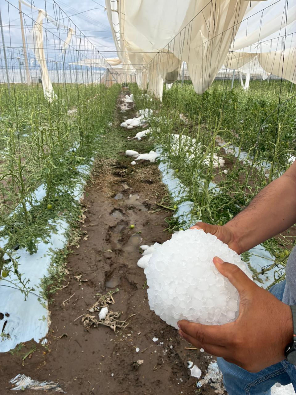 WhatsApp Image 2026-04-20 at 9.52.07 AM